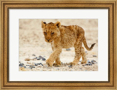 Framed Namibia, Etosha NP. Lion, Stoney ground Print