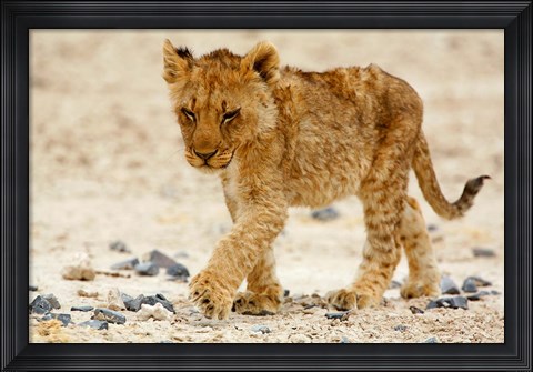 Framed Namibia, Etosha NP. Lion, Stoney ground Print