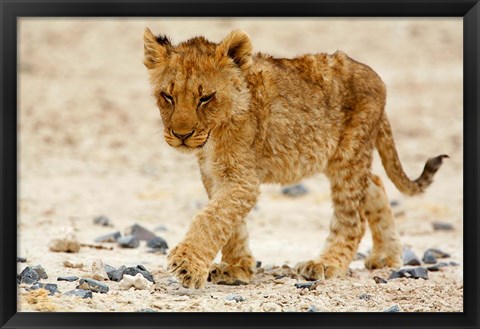 Framed Namibia, Etosha NP. Lion, Stoney ground Print