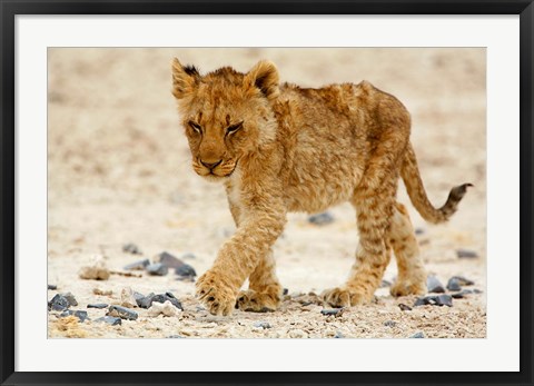 Framed Namibia, Etosha NP. Lion, Stoney ground Print