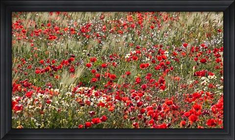 Framed Poppy Wildflowers in Southern Morocco Print
