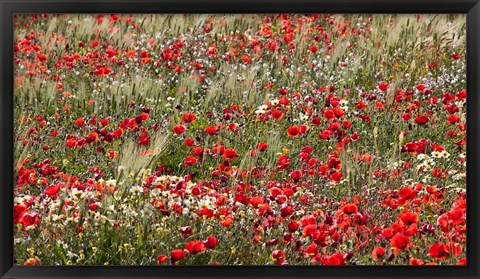 Framed Poppy Wildflowers in Southern Morocco Print