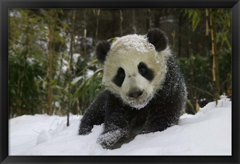 Framed Panda Cub on Tree in Snow, Wolong, Sichuan, China Print