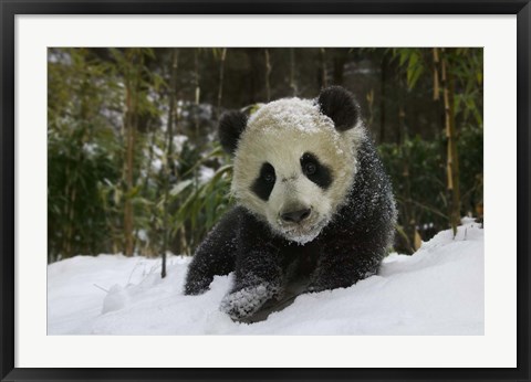 Framed Panda Cub on Tree in Snow, Wolong, Sichuan, China Print