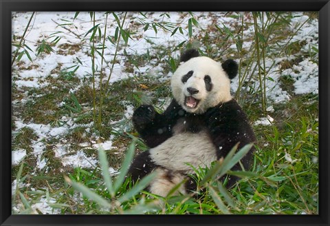 Framed Panda Eating Bamboo on Snow, Wolong, Sichuan, China Print