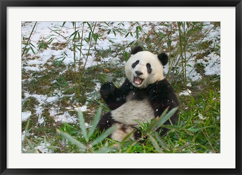 Framed Panda Eating Bamboo on Snow, Wolong, Sichuan, China Print