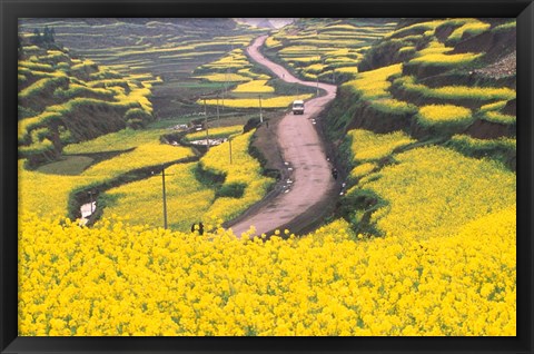 Framed Mountain Path Covered by Canola Fields, China Print