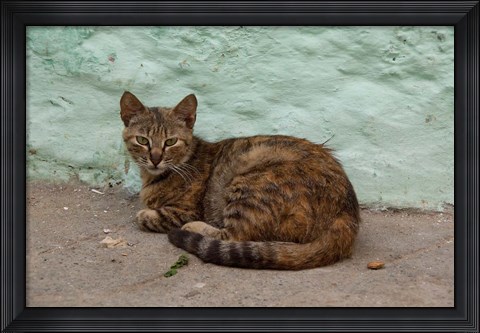 Framed Morocco, Tetouan, Medina of TEtouan, Alley cat Print