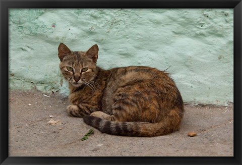 Framed Morocco, Tetouan, Medina of TEtouan, Alley cat Print