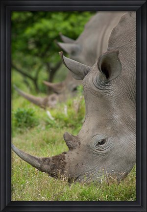 Framed Pair of African White Rhinos, Inkwenkwezi Private Game Reserve, East London, South Africa Print