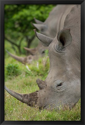 Framed Pair of African White Rhinos, Inkwenkwezi Private Game Reserve, East London, South Africa Print