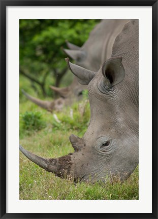 Framed Pair of African White Rhinos, Inkwenkwezi Private Game Reserve, East London, South Africa Print