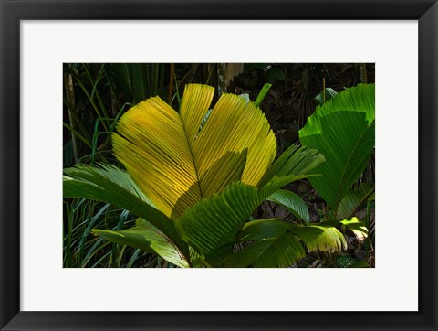 Framed Palm Flora on Praslin Island, Seychelles Print