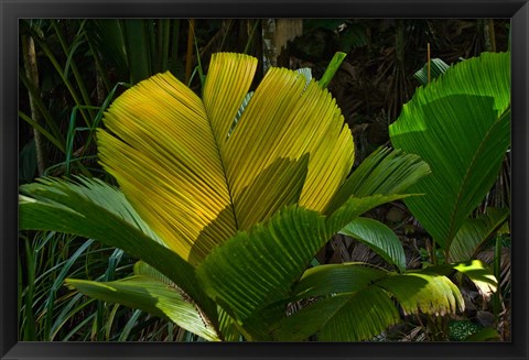 Framed Palm Flora on Praslin Island, Seychelles Print