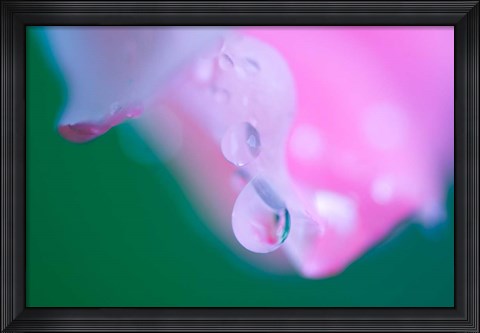 Framed Petals with Drops of Rain Print