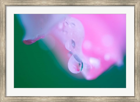 Framed Petals with Drops of Rain Print
