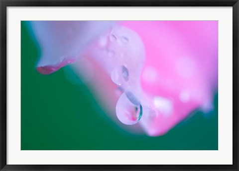 Framed Petals with Drops of Rain Print