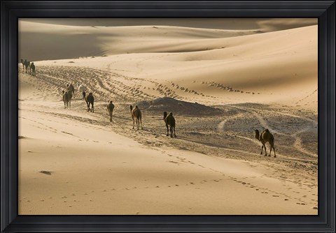 Framed MOROCCO, Tafilalt, Camel Caravan, Erg Chebbi Dunes Print