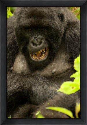 Framed Mountain Gorilla, Volcanoes NP, Rwanda Print