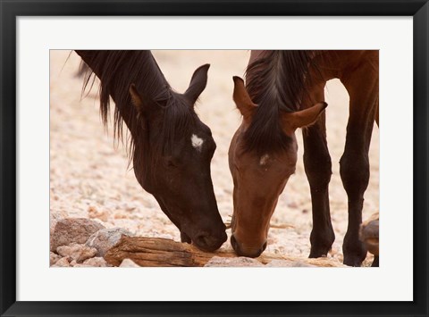 Framed Namibia, Aus, Wild horses of the Namib Desert Print
