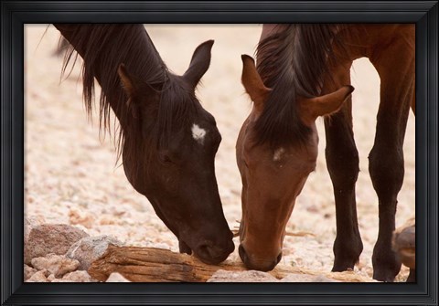 Framed Namibia, Aus, Wild horses of the Namib Desert Print