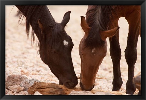 Framed Namibia, Aus, Wild horses of the Namib Desert Print