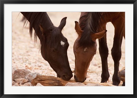 Framed Namibia, Aus, Wild horses of the Namib Desert Print