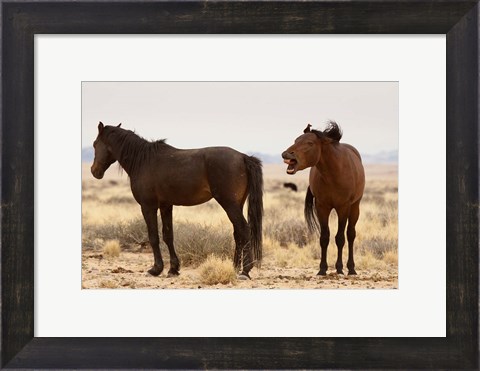 Framed Namibia, Aus. Two wild horses on the Namib Desert. Print