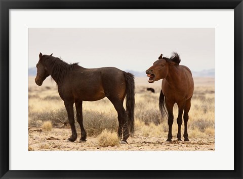 Framed Namibia, Aus. Two wild horses on the Namib Desert. Print