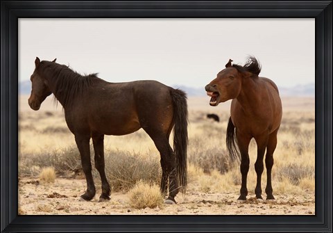 Framed Namibia, Aus. Two wild horses on the Namib Desert. Print