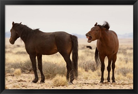 Framed Namibia, Aus. Two wild horses on the Namib Desert. Print