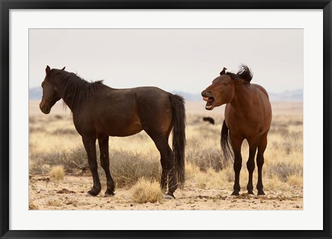 Framed Namibia, Aus. Two wild horses on the Namib Desert. Print