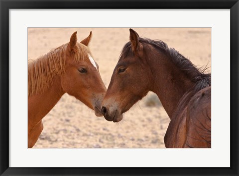 Framed Namibia, Garub. Pair of feral horses Print