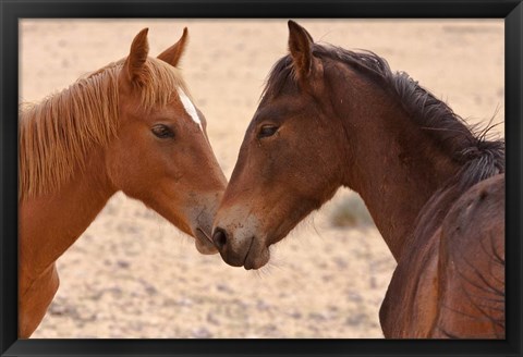 Framed Namibia, Garub. Pair of feral horses Print