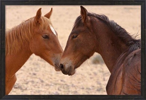 Framed Namibia, Garub. Pair of feral horses Print