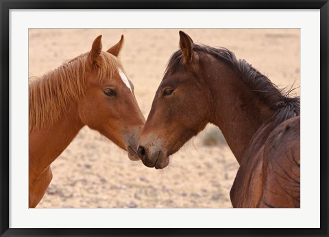 Framed Namibia, Garub. Pair of feral horses Print