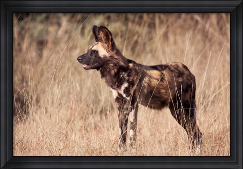 Framed Namibia, Harnas Wildlife, African dog wildlife Print