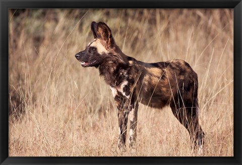 Framed Namibia, Harnas Wildlife, African dog wildlife Print