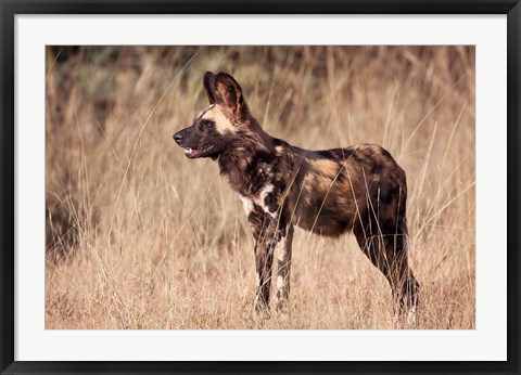 Framed Namibia, Harnas Wildlife, African dog wildlife Print