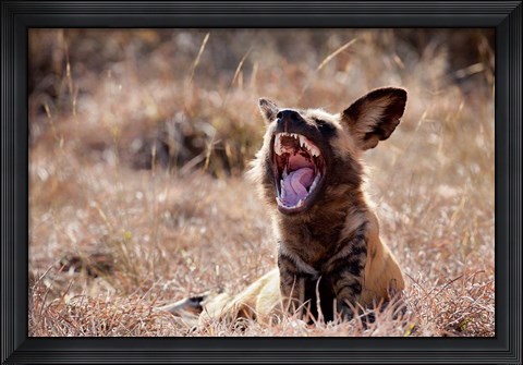 Framed Namibia, Harnas Wildlife, African wild dog wildlife Print