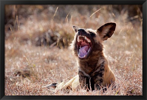 Framed Namibia, Harnas Wildlife, African wild dog wildlife Print