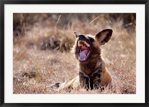 Framed Namibia, Harnas Wildlife, African wild dog wildlife Print