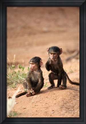Framed Olive Baboon primates, Masai Mara GR, Kenya Print
