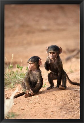 Framed Olive Baboon primates, Masai Mara GR, Kenya Print