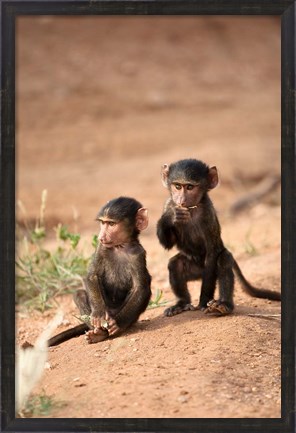 Framed Olive Baboon primates, Masai Mara GR, Kenya Print