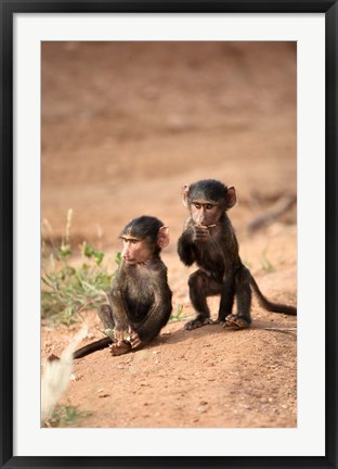 Framed Olive Baboon primates, Masai Mara GR, Kenya Print