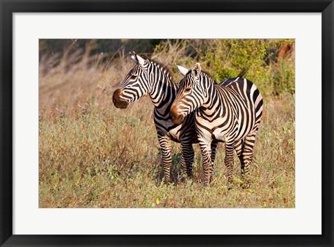Framed Pair of Zebras in Meru National Park, Meru, Kenya Print