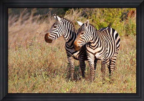 Framed Pair of Zebras in Meru National Park, Meru, Kenya Print