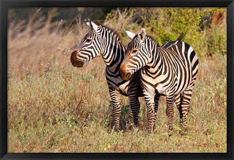 Framed Pair of Zebras in Meru National Park, Meru, Kenya Print