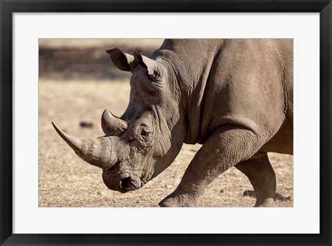 Framed Profile close-up of endangered white rhinoceros, Okapuka Ranch, Windhoek, Namibia Print